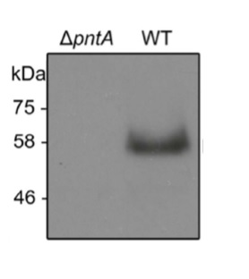 Western blot using anti-PntA antibodies